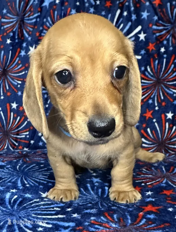 Charlie , a male Miniature Dachshund for sale in Old Town, FL – 1 of 7