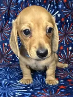 Charlie , a male Miniature Dachshund for sale in Old Town, FL – 1 of 7