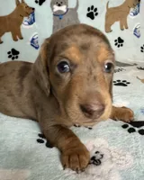 Lou, a male Miniature Dachshund for sale in Old Town, FL – 3 of 7