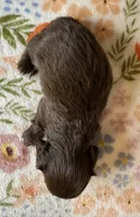 Hersey, a female Miniature Dachshund for sale in Old Town, FL – 4 of 4