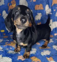 Toby, a male Miniature Dachshund for sale in Old Town, FL – Photo 8 of 9