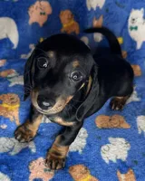 Toby, a male Miniature Dachshund for sale in Old Town, FL – Photo 7 of 9