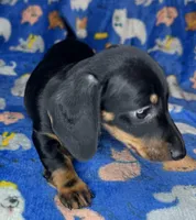 Toby, a male Miniature Dachshund for sale in Old Town, FL – Photo 3 of 9
