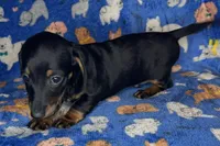 Toby, a male Miniature Dachshund for sale in Old Town, FL – Photo 2 of 9
