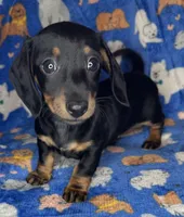 Toby, a male Miniature Dachshund for sale in Old Town, FL – Photo 6 of 9