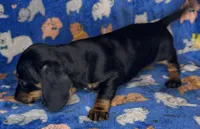 Toby, a male Miniature Dachshund for sale in Old Town, FL – Photo 5 of 9