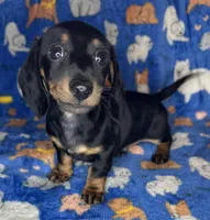 Toby, a male Miniature Dachshund for sale in Old Town, FL – Photo 9 of 9