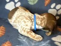 Sammy, a male Miniature Dachshund for sale in Old Town, FL – 4 of 10