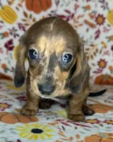 Duncan, a male Miniature Dachshund for sale in Old Town, FL – 4 of 10