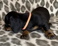 Poppy, a female Miniature Dachshund for sale in Old Town, FL – 5 of 10