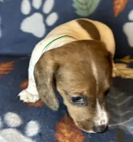 Duncan , a male Miniature Dachshund for sale in Old Town, FL – 4 of 10