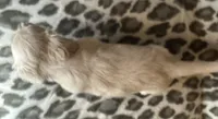 Franny, a female Miniature Dachshund for sale in Old Town, FL – 10 of 10