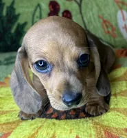 Hank , a male Miniature Dachshund for sale in Old Town, FL – 2 of 10