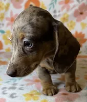 Luann, a female Miniature Dachshund for sale in Old Town, FL – 7 of 10