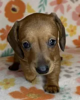 Tootie , a female Miniature Dachshund for sale in Old Town, FL – 2 of 6