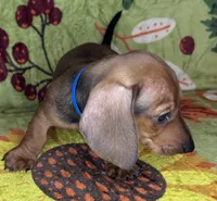 Rusty, a male Miniature Dachshund for sale in Old Town, FL – 7 of 9