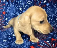 Charlie , a male Miniature Dachshund for sale in Old Town, FL – 6 of 7
