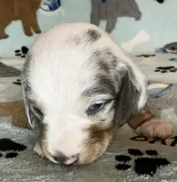 Gunner, a male Miniature Dachshund for sale in Old Town, FL – Photo 2 of 9