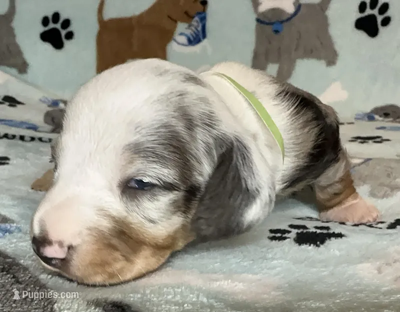 Gunner – Miniature Dachshund puppy for sale in Old Town, FL
