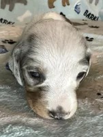 Gunner, a male Miniature Dachshund for sale in Old Town, FL – Photo 4 of 9