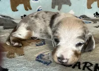 Gunner, a male Miniature Dachshund for sale in Old Town, FL – Photo 8 of 9