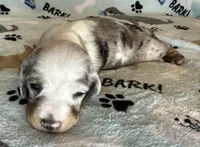 Gunner, a male Miniature Dachshund for sale in Old Town, FL – Photo 6 of 9
