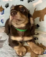 Jerry , a male Miniature Dachshund for sale in Old Town, FL – 6 of 8