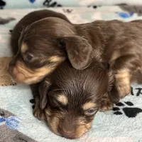 Jerry , a male Miniature Dachshund for sale in Old Town, FL – 4 of 9