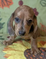 Charlie , a male Miniature Dachshund for sale in Old Town, FL – 4 of 5