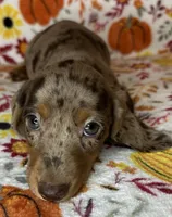 Pixie , a female Miniature Dachshund for sale in Old Town, FL – 6 of 10