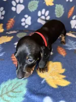 Toby, a male Miniature Dachshund for sale in Old Town, FL – 3 of 9