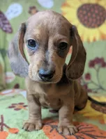 Charlie , a male Miniature Dachshund for sale in Old Town, FL – 5 of 5