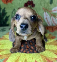 Hank , a male Miniature Dachshund for sale in Old Town, FL – 5 of 10