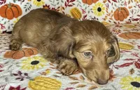 Abby, a female Miniature Dachshund for sale in Old Town, FL – 8 of 8