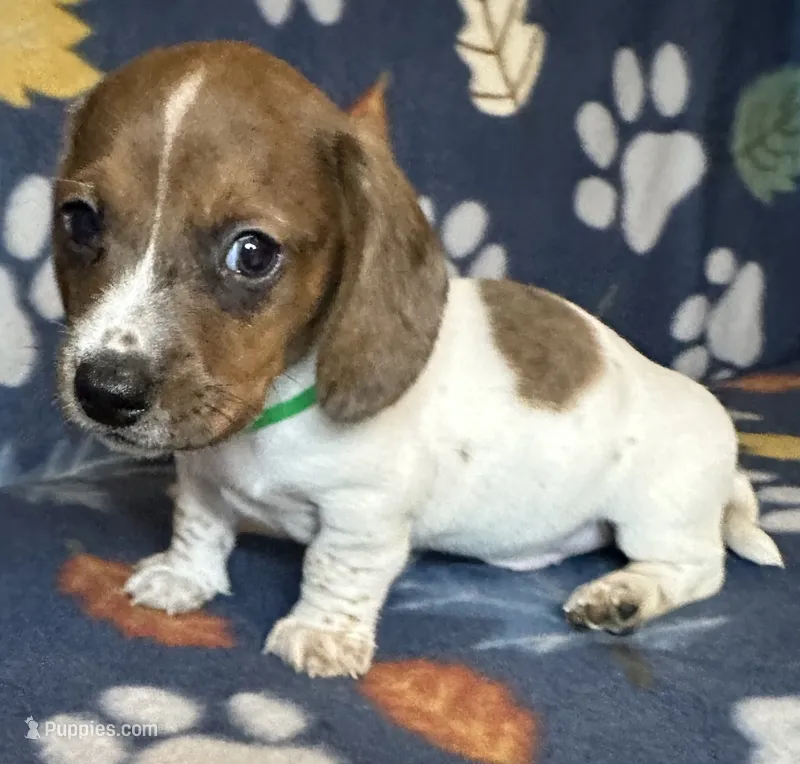 Duncan  – Miniature Dachshund puppy for sale in Old Town, FL