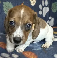 Duncan , a male Miniature Dachshund for sale in Old Town, FL – 8 of 10