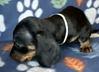 Teddy, a male Miniature Dachshund for sale in Old Town, FL – 7 of 10