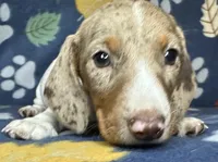 Clem, a male Miniature Dachshund for sale in Old Town, FL – 3 of 10