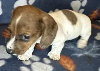 Duncan , a male Miniature Dachshund for sale in Old Town, FL – 2 of 10