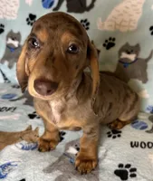 Lou, a male Miniature Dachshund for sale in Old Town, FL – 2 of 10