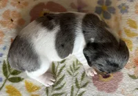 Polly , a female Miniature Dachshund for sale in Old Town, FL – Photo 8 of 9