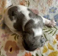 Polly , a female Miniature Dachshund for sale in Old Town, FL – Photo 7 of 9