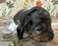 Polly , a female Miniature Dachshund for sale in Old Town, FL – Photo 4 of 9