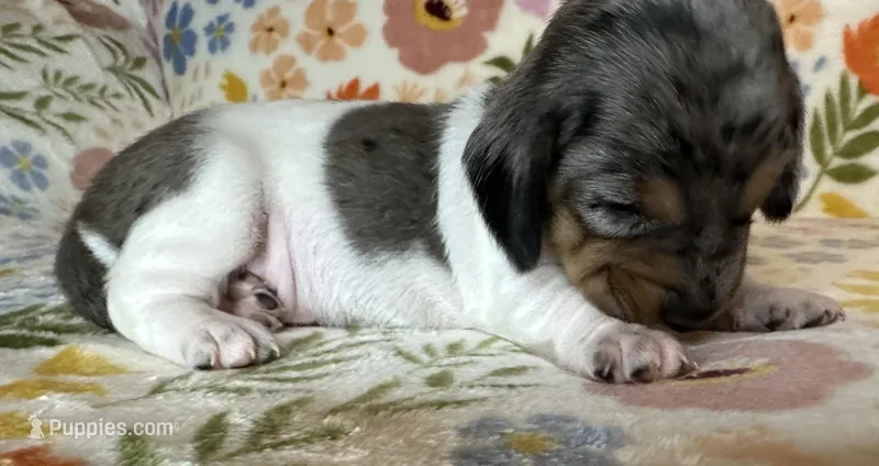 Polly  – Miniature Dachshund puppy for sale in Old Town, FL