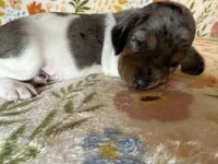 Polly , a female Miniature Dachshund for sale in Old Town, FL – Photo 9 of 9