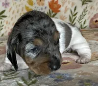Polly , a female Miniature Dachshund for sale in Old Town, FL – Photo 2 of 9