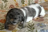 Polly , a female Miniature Dachshund for sale in Old Town, FL – Photo 6 of 9