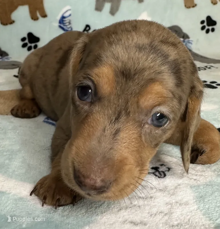 Lou – Miniature Dachshund puppy for sale in Old Town, FL