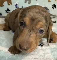 Lou, a male Miniature Dachshund for sale in Old Town, FL – 1 of 7
