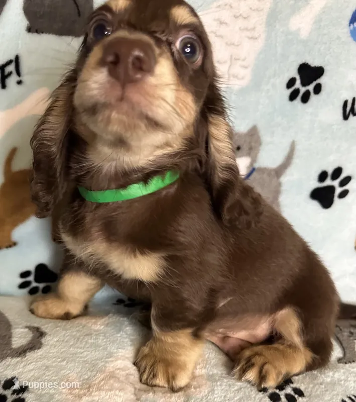 Jerry  – Miniature Dachshund puppy for sale in Old Town, FL